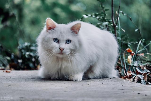 猫咪突然没精神总睡觉(打完疫苗猫咪突然没精神总睡觉)