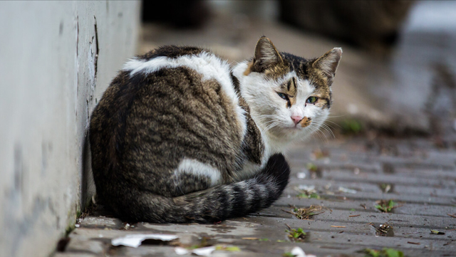 小猫领养几个月比较好(小猫几个月领养最好)