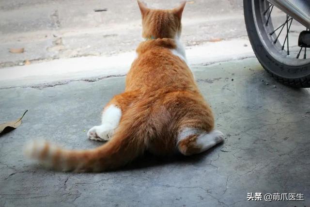 猫咪摇尾巴尖表示什么意思(猫咪摇尾巴代表什么)