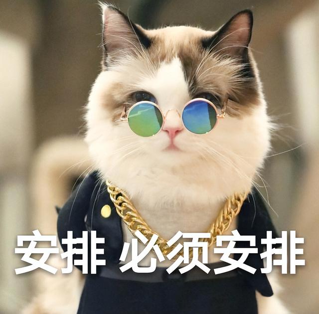 猫喝什么水比较好(宠物猫喝什么水比较好)