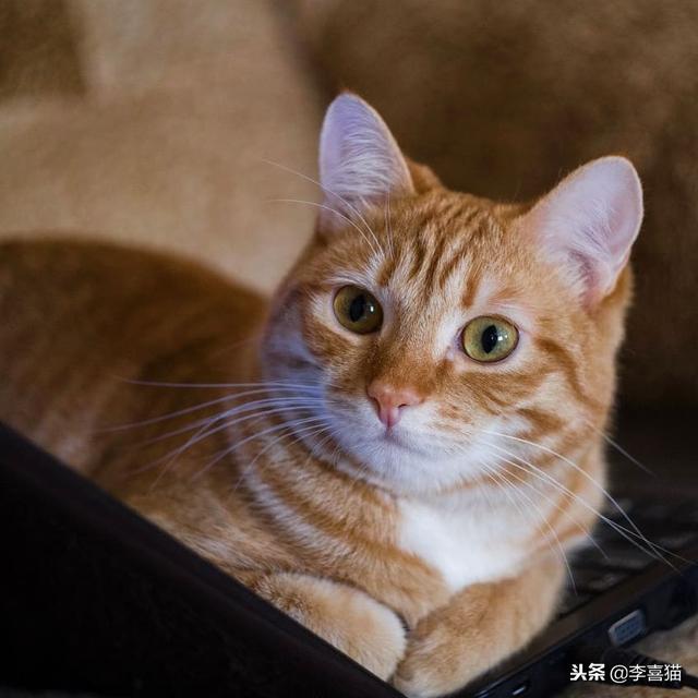 猫咪绝育后多久可以吃东西(猫咪绝育之后多久能吃东西)