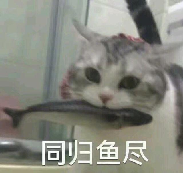 小猫表情包(小猫表情包沙雕)