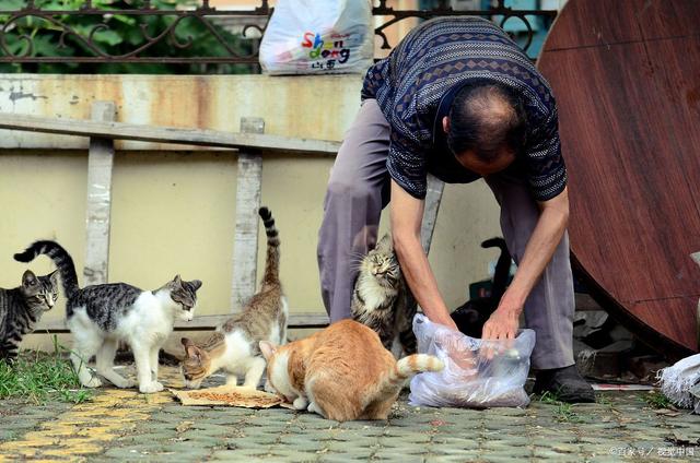 皇家猫粮属于什么档次(皇家猫粮是哪个国家的)