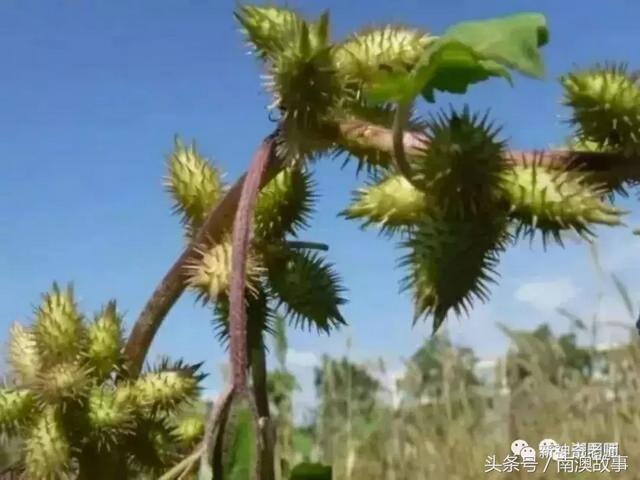 猫毛草的功效和作用(猫毛草图片)