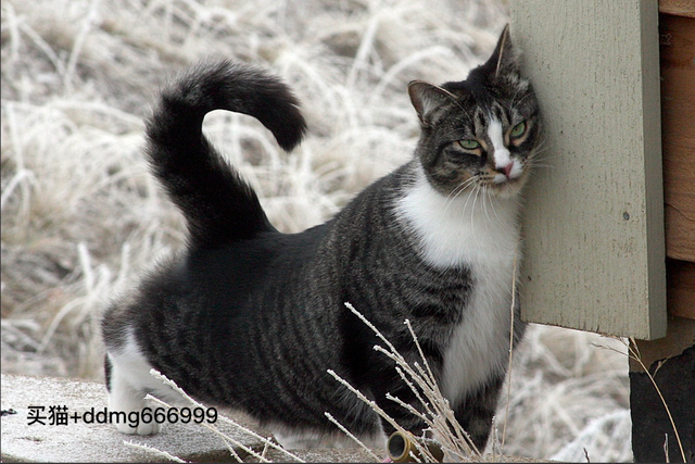 赛级猫和宠物级猫区别(赛级猫是什么意思)