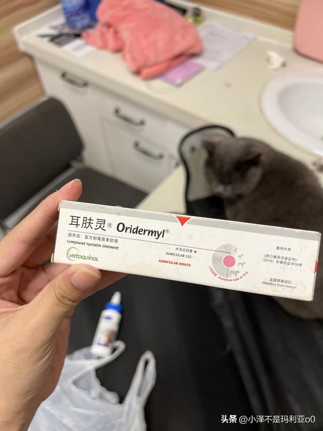 猫耳朵发炎化脓怎么办(猫耳朵发炎化脓用什么药)