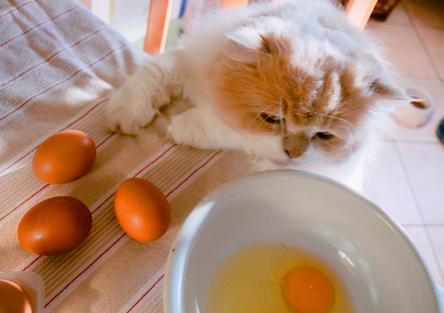 猫能吃生鸡蛋吗(宠物猫能吃生鸡蛋吗)