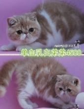 为何第一窝的猫不要 猫产仔数量由什么决定