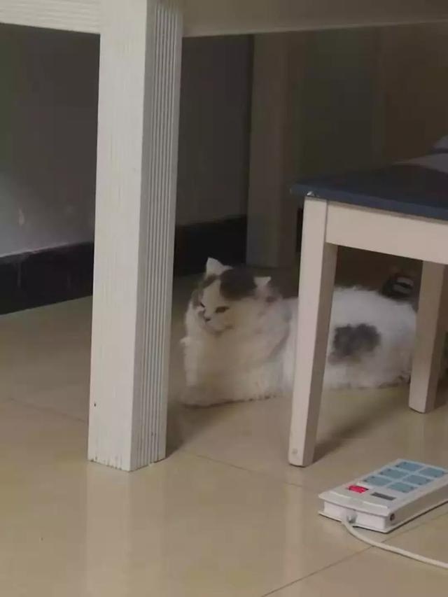 猫撅屁股(猫撅屁股是什么)