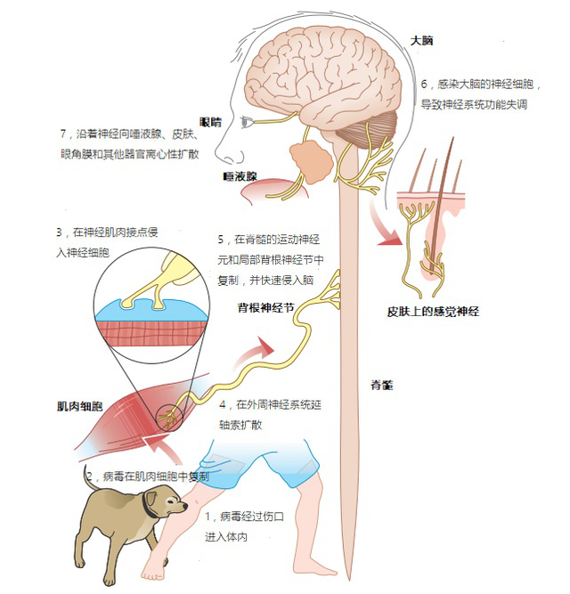 被猫抓了(被猫抓了一下红色划痕)