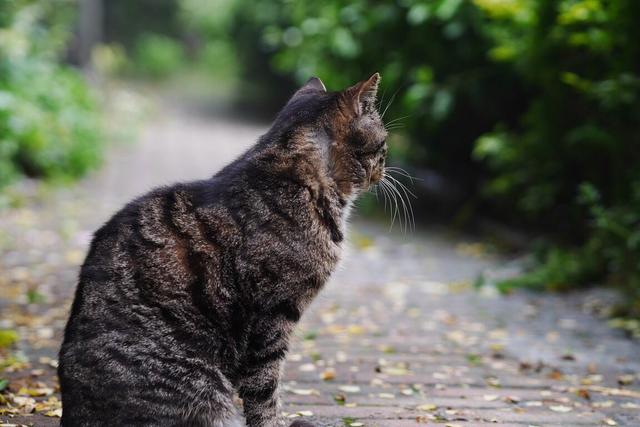 老猫接受新猫前兆(老猫接受新猫表现)