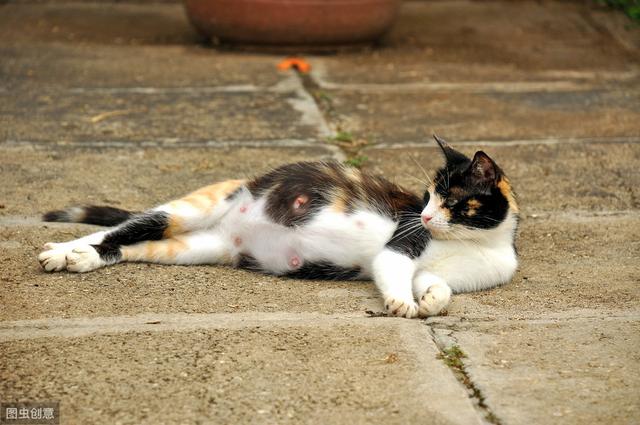 猫会自己排出死胎吗(猫流产会自己排出死胎)