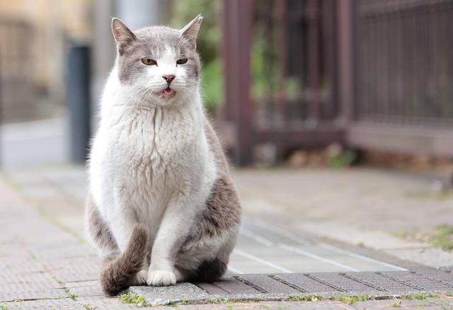 鼻支猫咪症状(鼻支猫咪症状会传染给人吗)