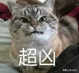 猫会放屁么(猫会放屁吗)