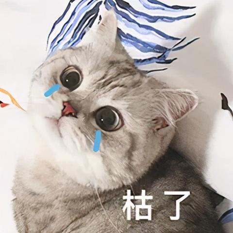 猫放屁很臭怎么回事(猫放屁特别臭)