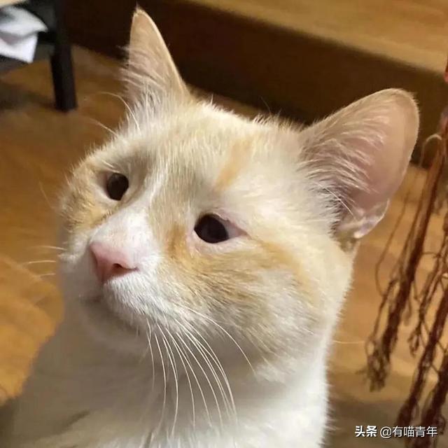 世界上最丑的猫长什么样(世界上最丑的猫图片)