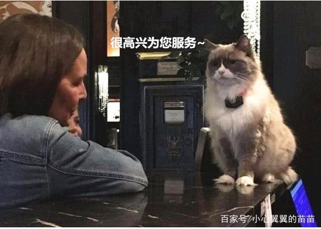 猫咪被酒店收留，为了报恩帮老板打工7年，不少客人只为猫咪而来