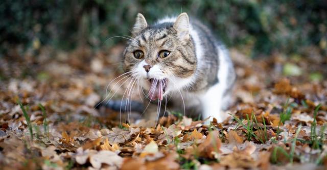 猫咪吐血(猫咪吐血但是精神很好)