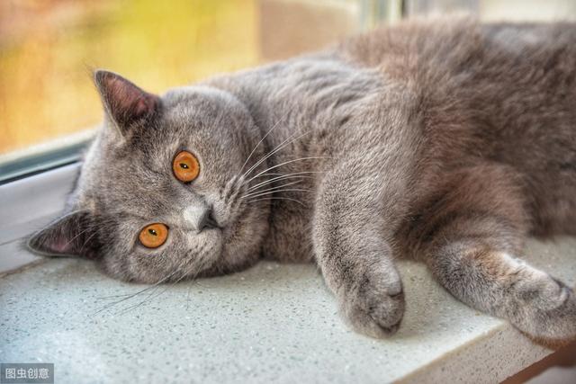 猫喜欢吃什么零食(猫零食推荐)