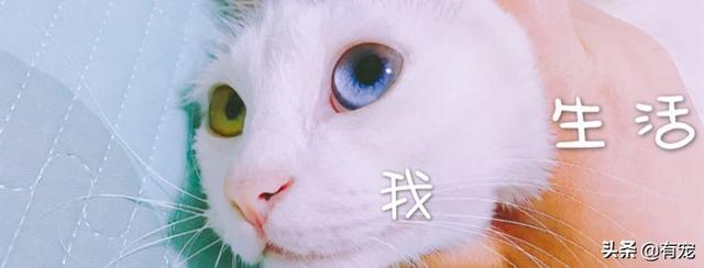 不想养猫了怎么处理(不想养猫怎么办)