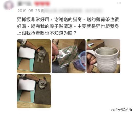 猫弓形虫吃什么驱虫药(猫弓形虫如何传染给人)