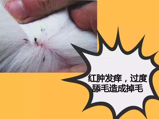 猫虱子跳到人身上怎么办(猫虱子怎么彻底去除最简单的方法)