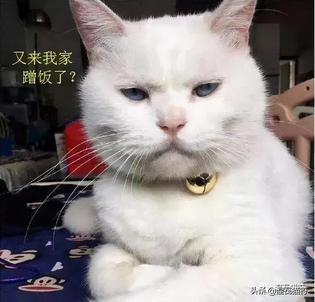 养一只猫一个月最少花多少钱(养一只猫一月要花多少钱)