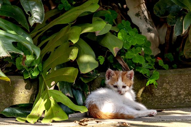 如何鉴别是不是猫鼻支(如何鉴别是不是猫鼻支还是感冒)