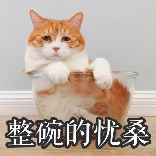 给猫咪吃鸡胸肉优缺点(给猫咪吃鸡胸肉优缺点是什么)