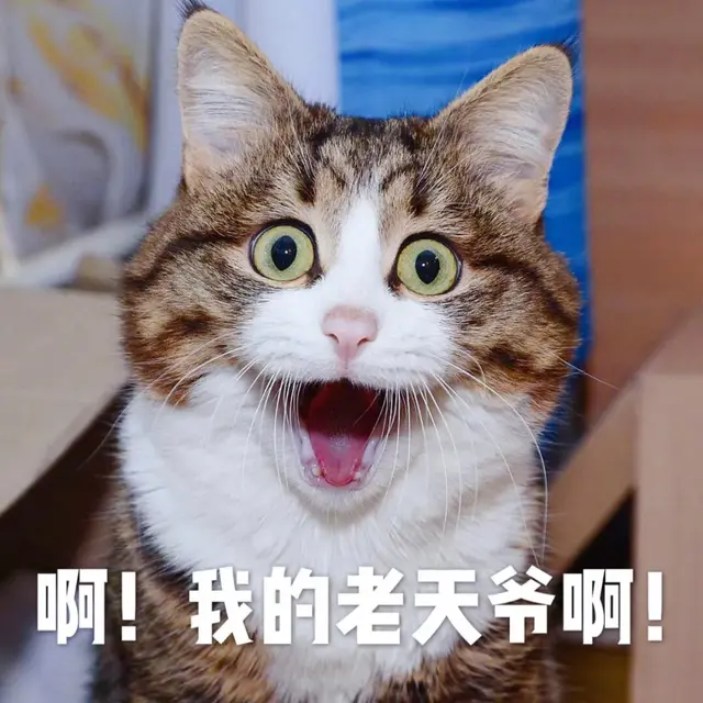 猫的应激反应(猫的应激反应怎样缓解)