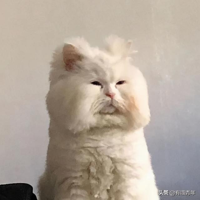 世界上最丑的猫长什么样(世界上最丑的猫图片)