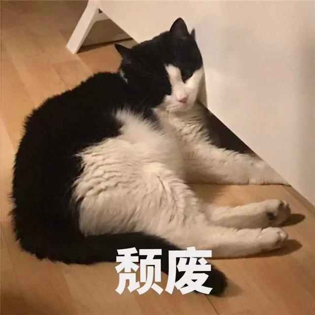 猫咪打呼噜是怎么回事(猫咪打呼噜是怎么了)