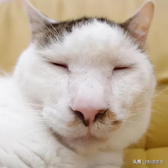 世界上最丑的猫长什么样(世界上最丑的猫图片)