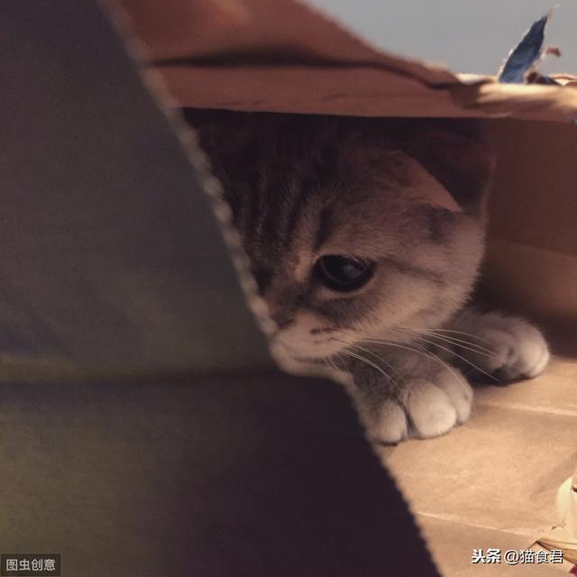 猫粮多久换一次口味(猫粮多久换一次口味比较好)