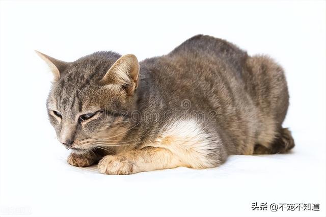 猫肠胃炎吃什么药最好(猫咪肠胃炎吃啥药)