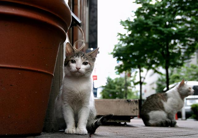 猫咪名字寓意好的(猫猫名字大全洋气的)