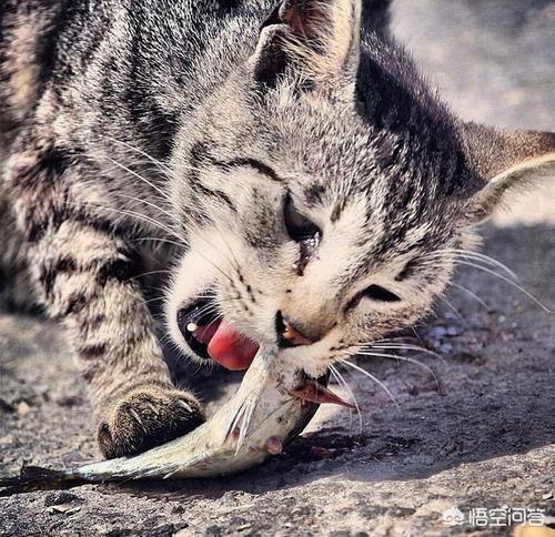 猫喉咙卡住的症状 猫像被卡住一样干呕