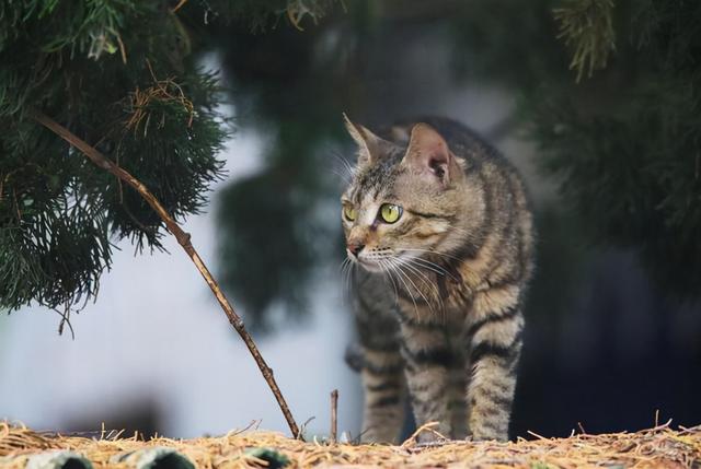 猫的品种图(猫咪品种大全图片)