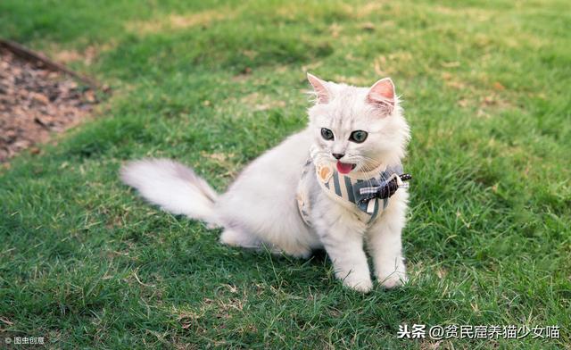 溜猫对猫好吗(溜猫有必要吗)