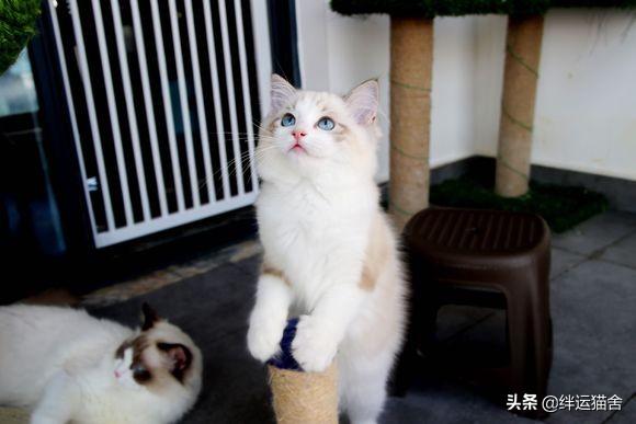 猫爪子抓出血要打针吗(家养的猫爪子抓出血要打针吗)