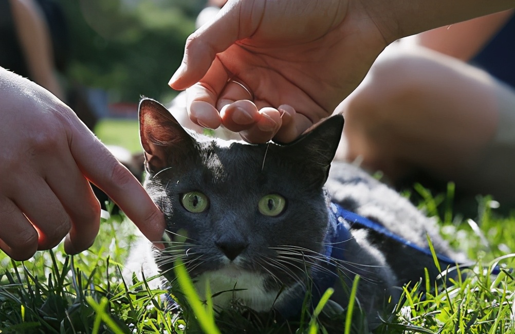 猫流鼻涕怎么回事(两个月大的小猫流鼻涕怎么回事)