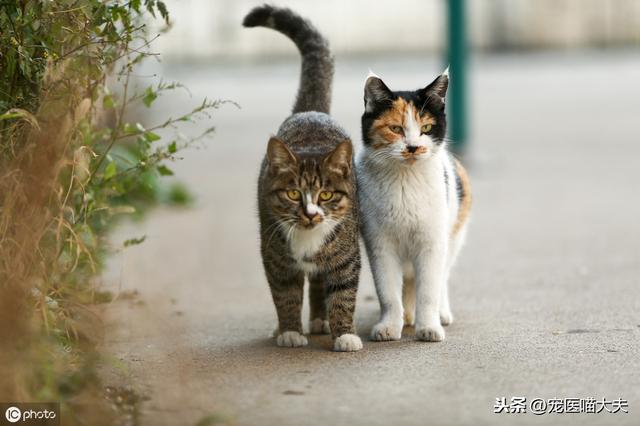 猫肠胃炎(猫肠胃炎几天会自愈)