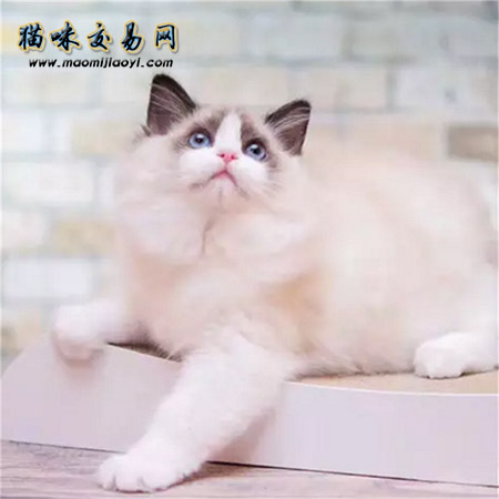 上海布偶猫好可爱 你家里有只么？