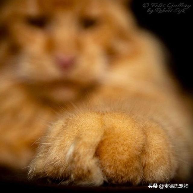 缅因猫能长多大(成年缅因猫能长多大)