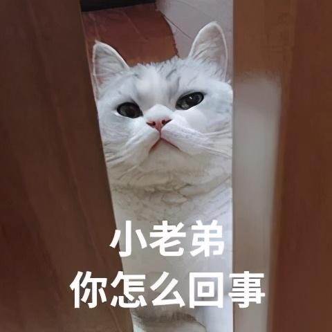 猫放屁很臭怎么回事(猫放屁特别臭)