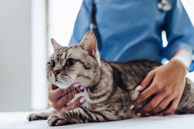 家猫抓伤要不要打狂犬疫苗(被自家猫抓伤要打狂犬疫苗吗)