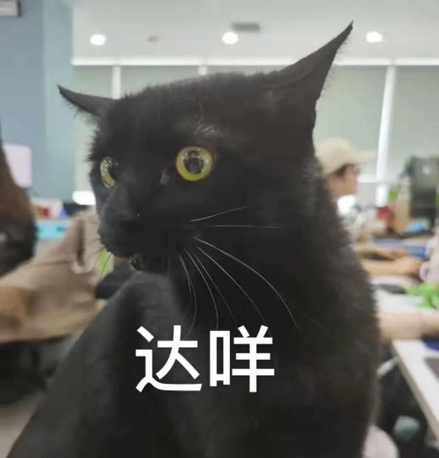 猫咪可以吃奶油吗(猫咪不能吃奶油吗)