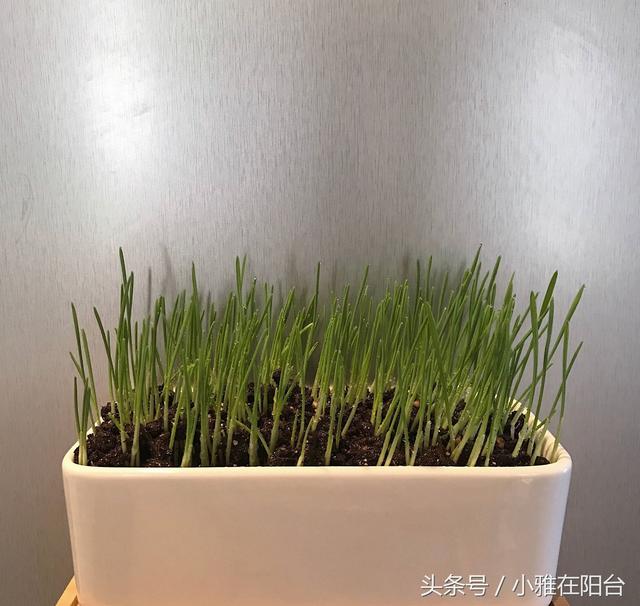 猫草怎么种植方法(猫草对猫有什么作用)