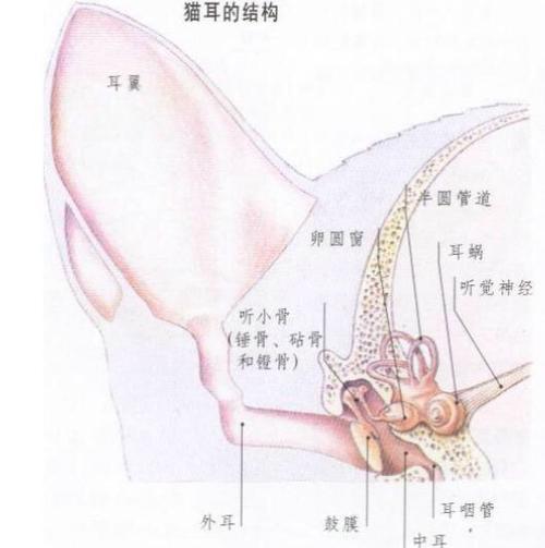 猫耳朵里流水是怎么回事(猫耳朵里流水是怎么回事用什么药)