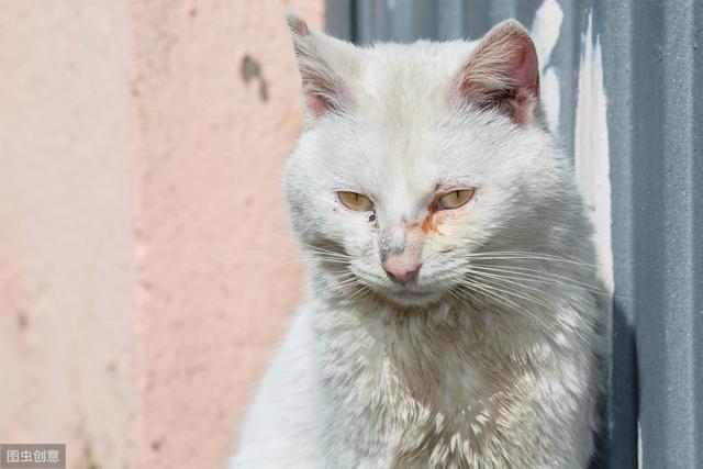 猫结膜炎用什么眼药水(猫结膜炎怎么治疗)